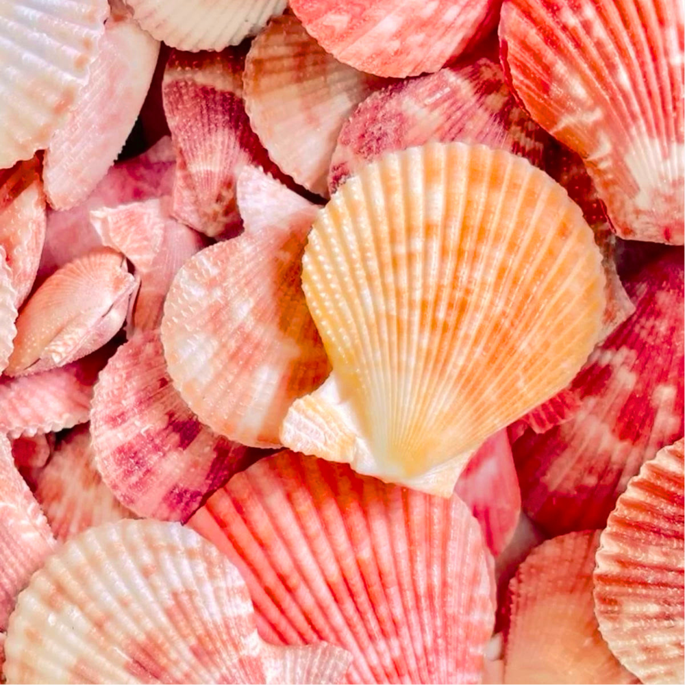 SEASHELL SUNSET